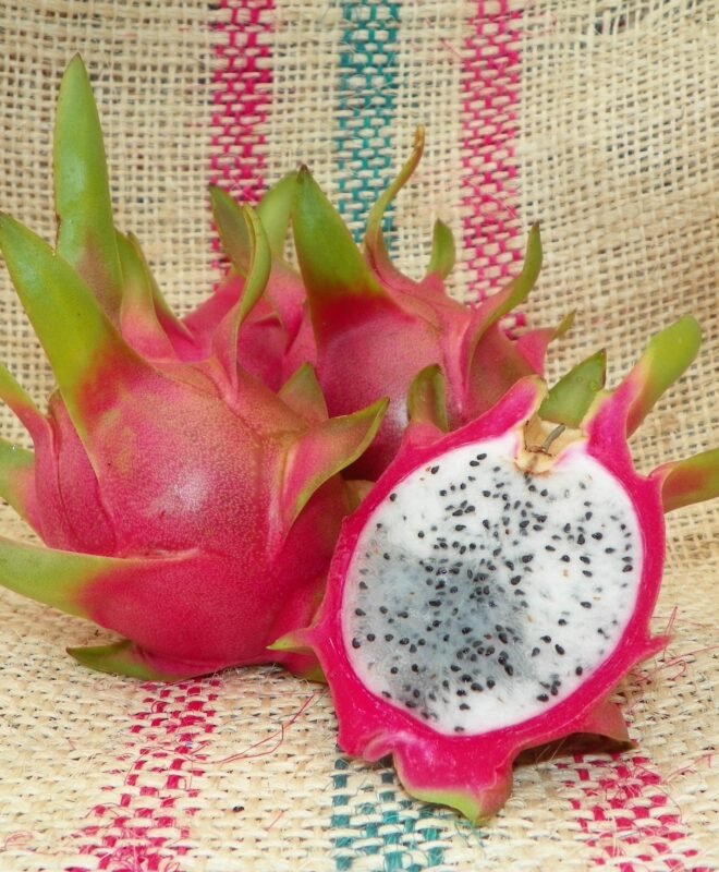 Vietnamese White Dragon Fruit Plant Cutting