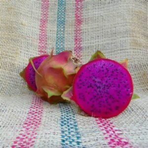 Rixford Dragon Fruit Dragon Fruit Cutting