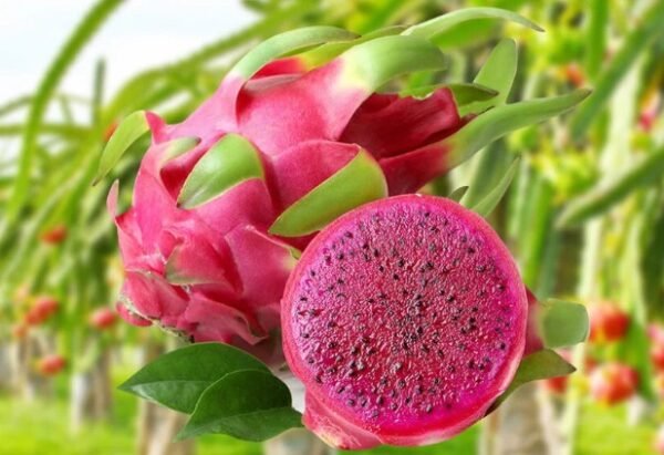Ruby Red Dragon Fruit Plant Cutting
