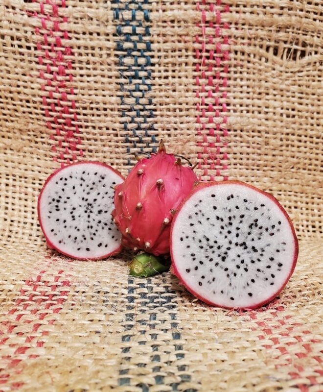 Thick King Dragon Fruit Plant Cutting