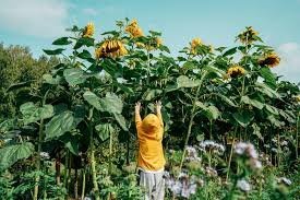 Titan Giant Sunflower Seeds - Mammoth Garden Flower Seeds for Planting | Organic Growing