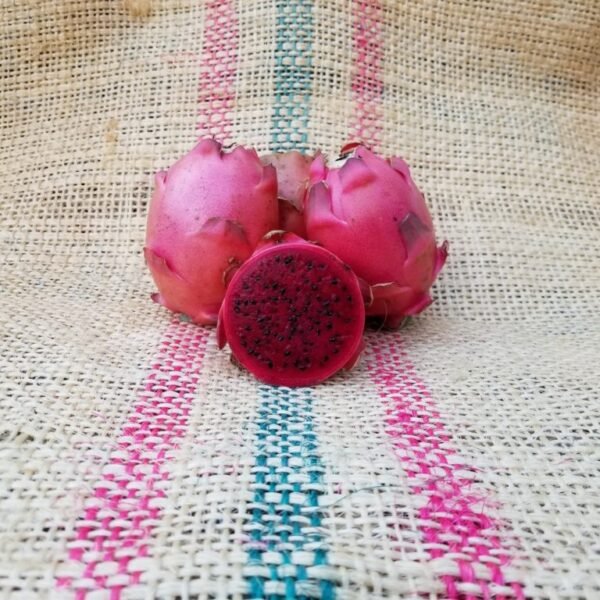 Valdivia Roja Dragon Fruit Plant Cutting