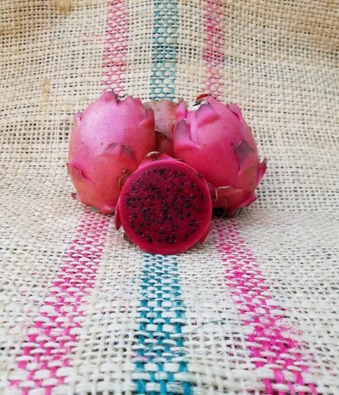 Valdivia Roja Dragon Fruit Plant Cutting