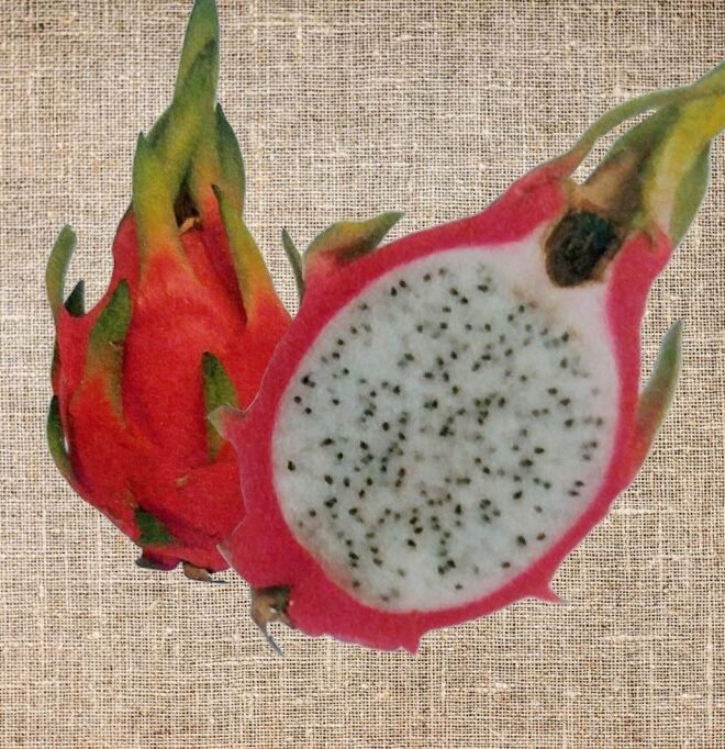Vietnamese Jaina Dragon Fruit Plant Cutting