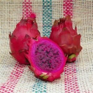 Voodoo Child Dragon Fruit Plant Cutting