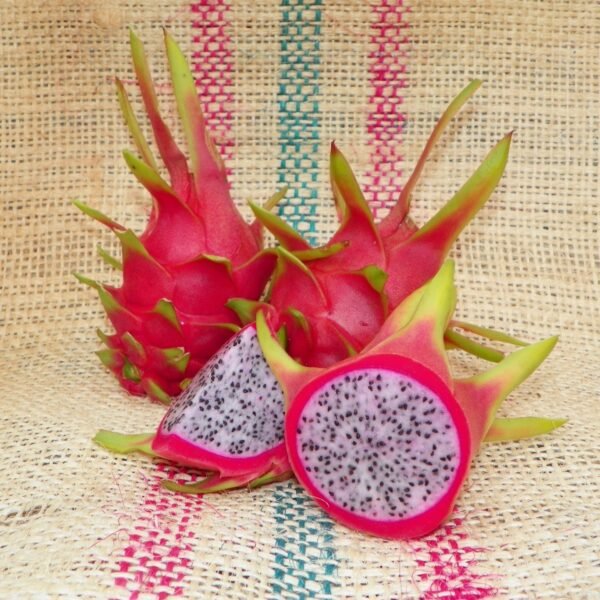 White Sapphire Dragon Fruit Plant Cutting