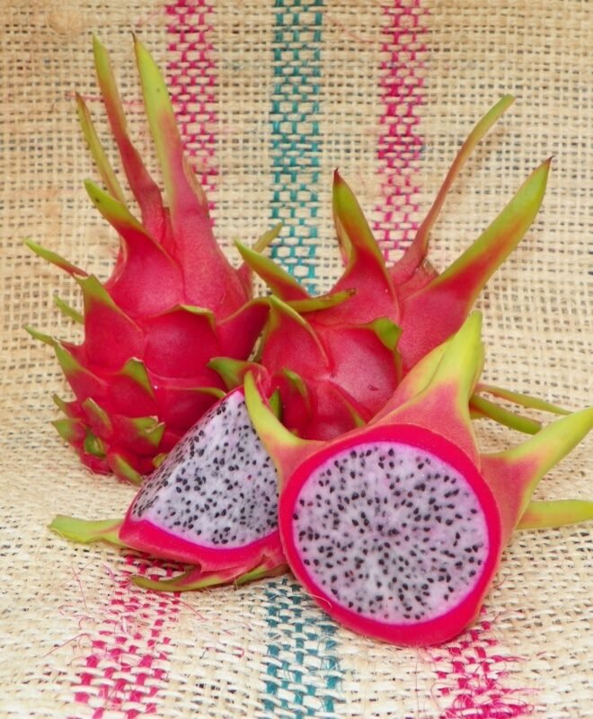 White Sapphire Dragon Fruit Plant Cutting