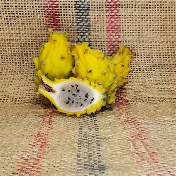Yellow Amarillo Dragon Fruit Dragon Fruit Plant Cutting