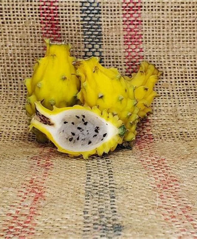 Yellow Amarillo Dragon Fruit Dragon Fruit Plant Cutting
