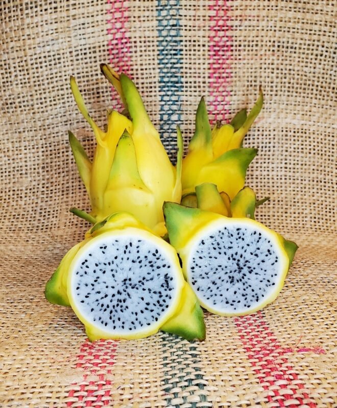 Yellow GOLD Dragon Fruit Plant Cutting