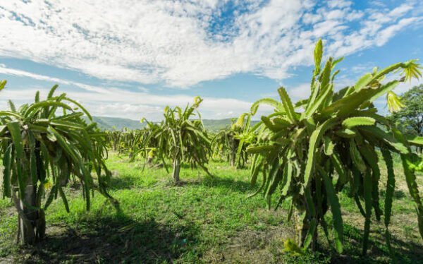 COSMIC CHARLIE DRAGON FRUIT SOUTH AFRICA DFSA HEALTHY FIELDS 1