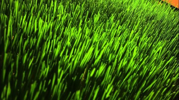 Wheatgrass Trays with organic soil - Image 9