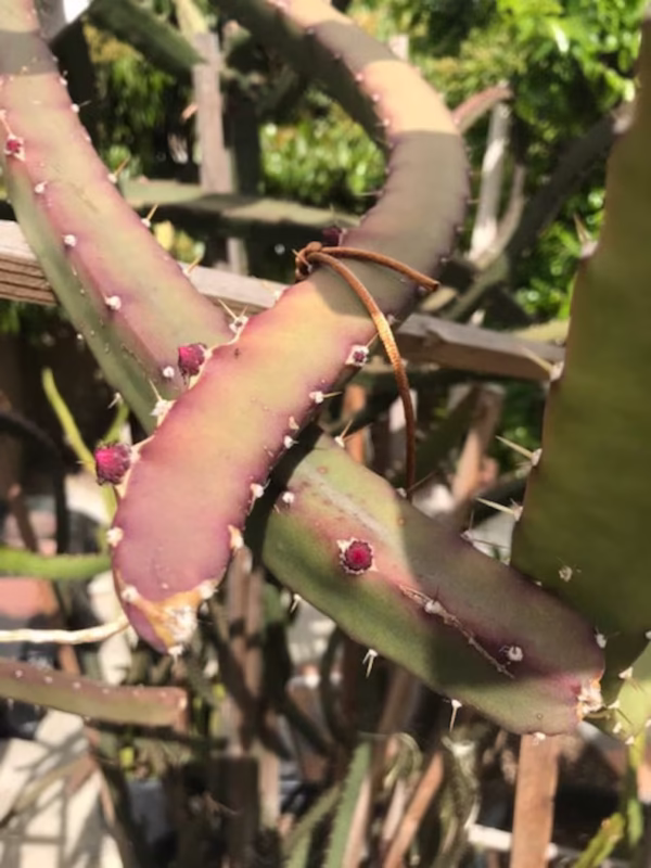 Buy 3 Black Dragon Fruit Cuttings