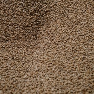 Close-up of malted barley grains used in brewing beer, showing rich texture and natural tones.