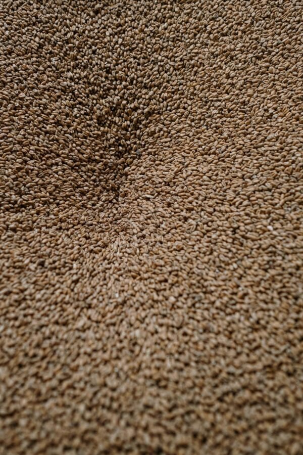Close-up of malted barley grains used in brewing beer, showing rich texture and natural tones.
