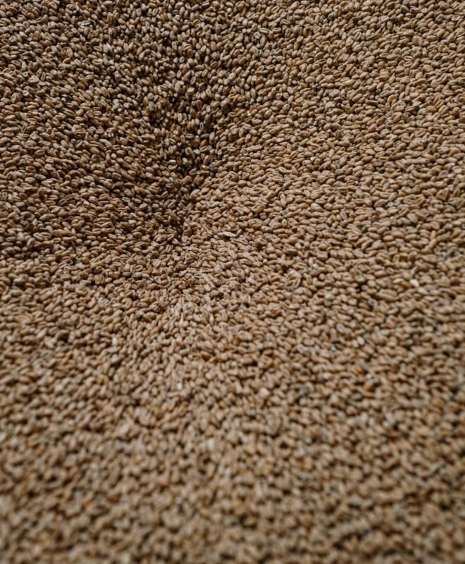 Close-up of malted barley grains used in brewing beer, showing rich texture and natural tones.
